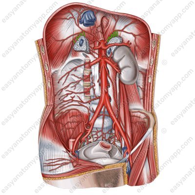 Верхние надпочечниковые артерии (aa. suprarenales superiores)